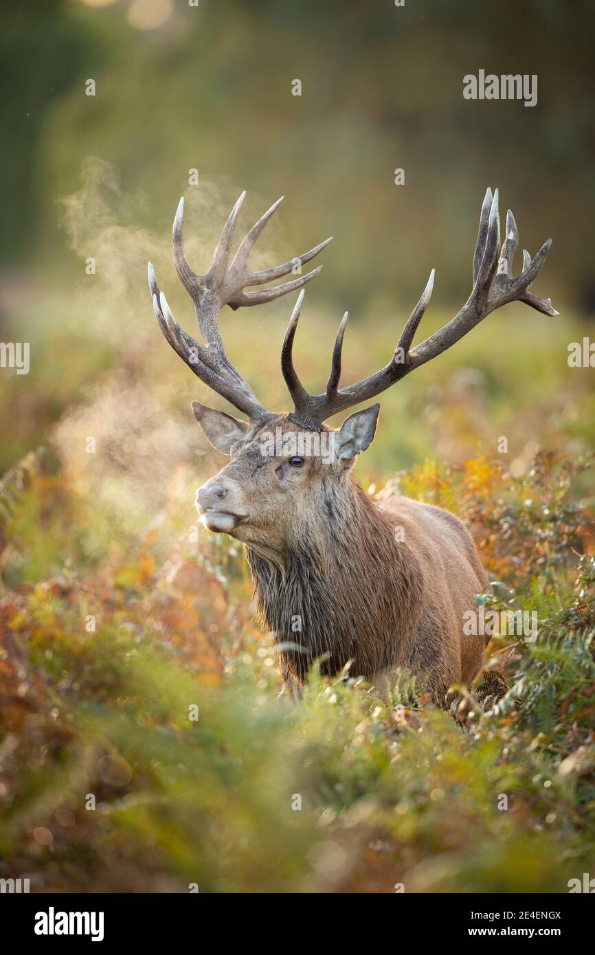 Red Deer en automne Banque D'Images