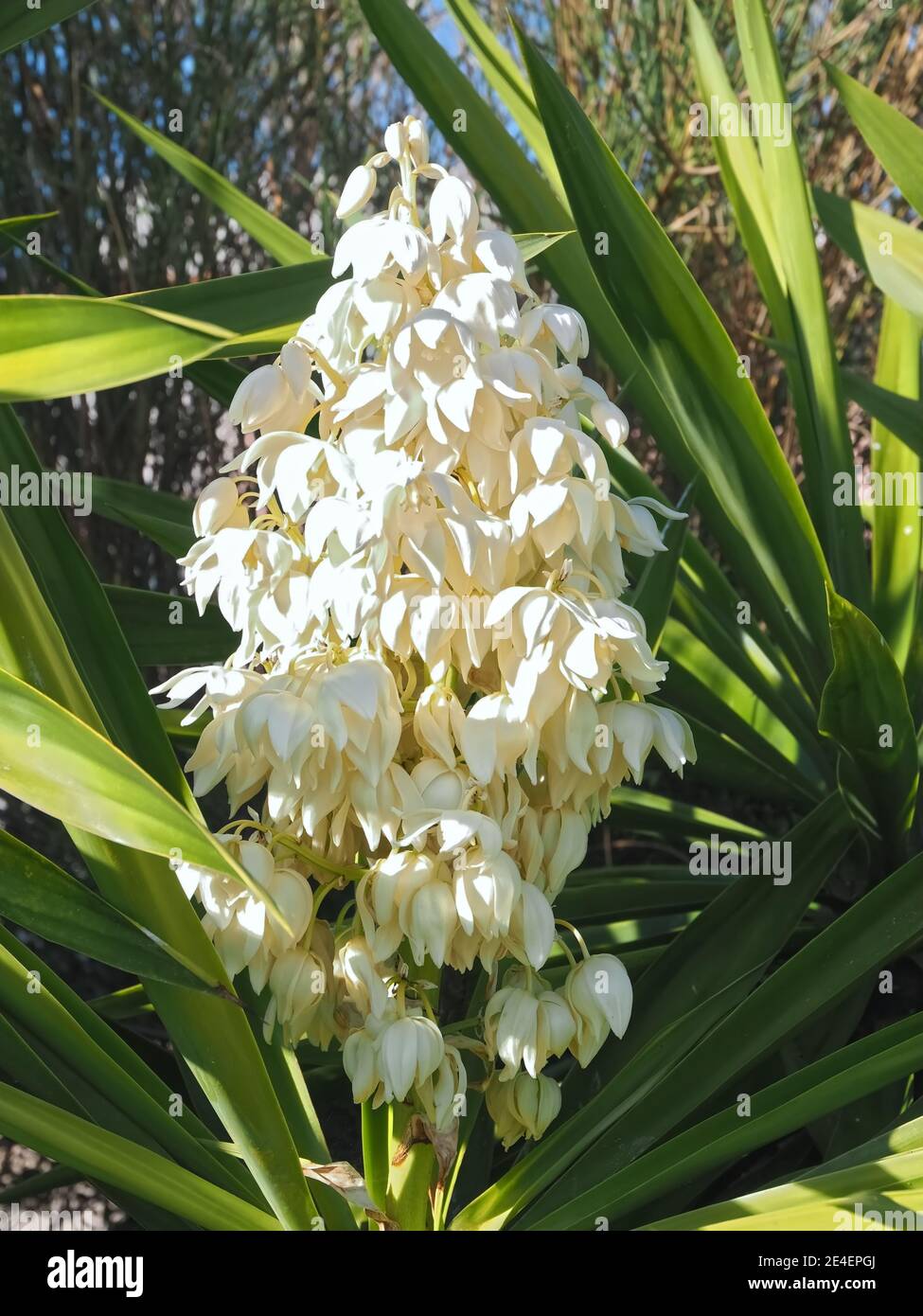 Macro d'une fleur de paume Yucca - les fleurs sont comestibles Photo Stock  - Alamy