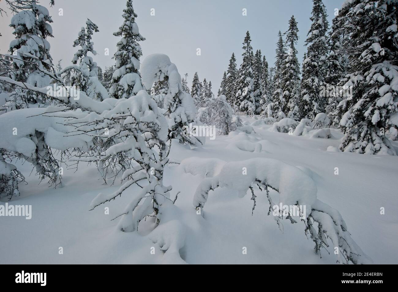 Belles scènes d'hiver lors d'un voyage de ski à Vemdalen in Jämtland, Suède Banque D'Images