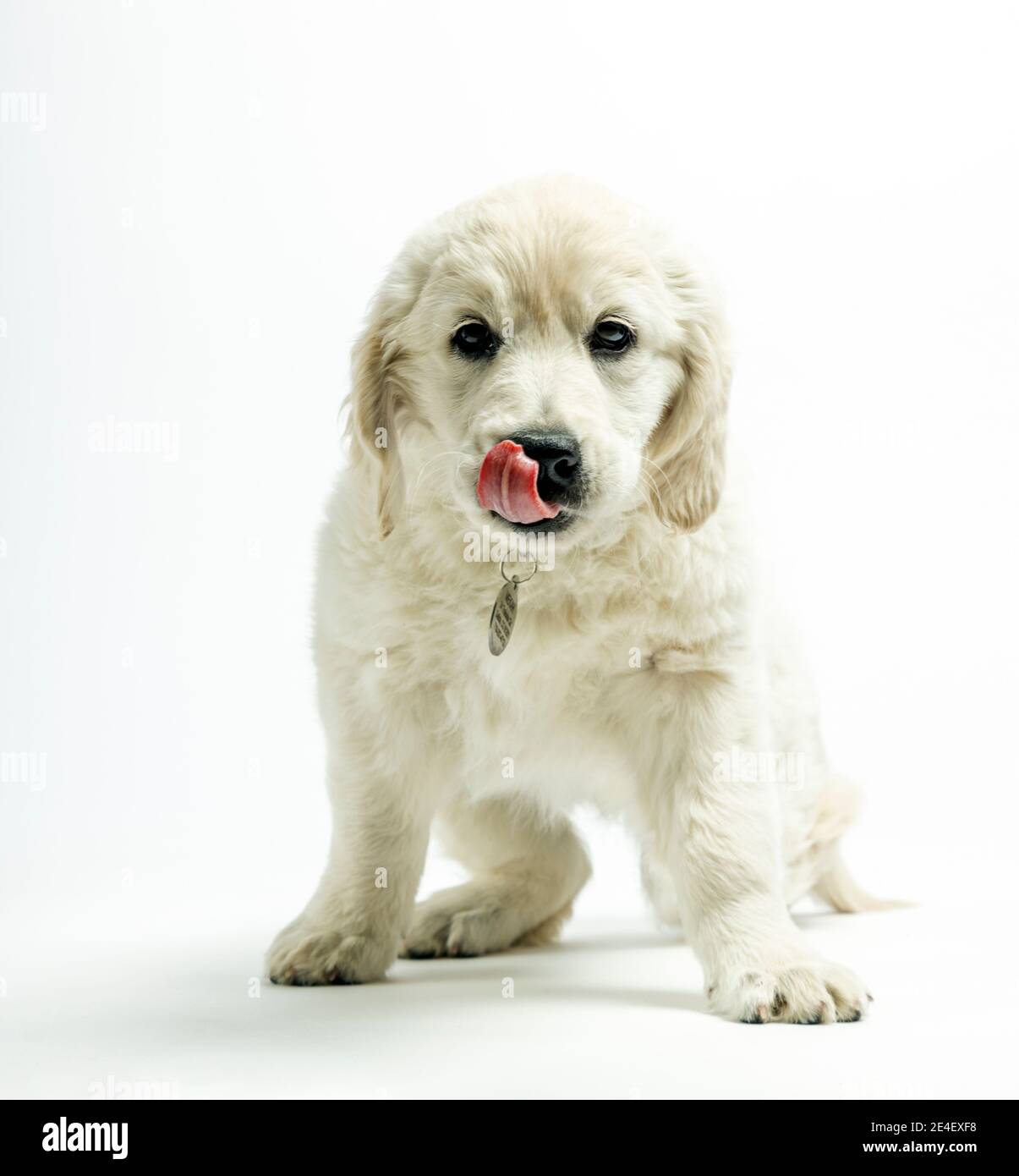 Photo en studio d'un adorable chiot Platinum ou Golden Retriever de couleur crème âgé de 9 semaines. Banque D'Images