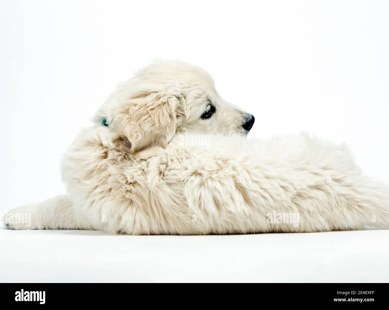 Photo en studio d'un adorable chiot Platinum ou Golden Retriever de couleur crème âgé de 9 semaines. Banque D'Images