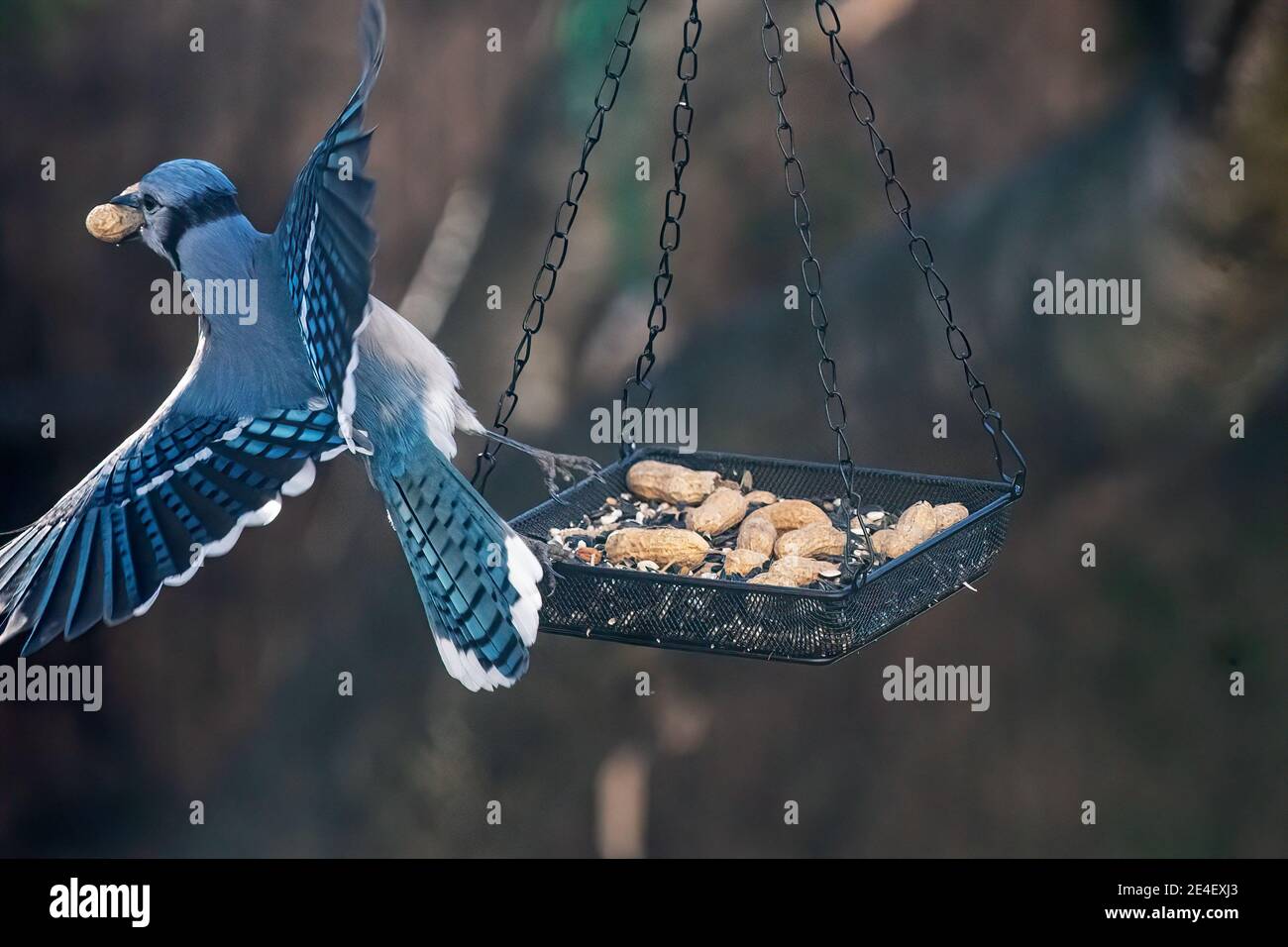 geai bleu à l'arrière-cour avec des arachides Banque D'Images