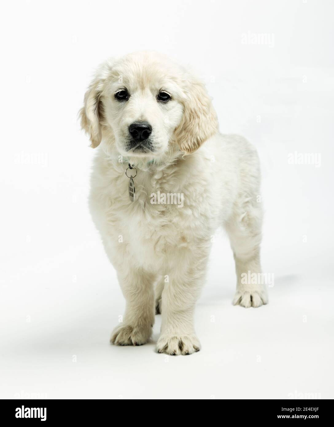 Photo en studio d'un adorable chiot Platinum ou Golden Retriever de couleur crème âgé de 9 semaines. Banque D'Images