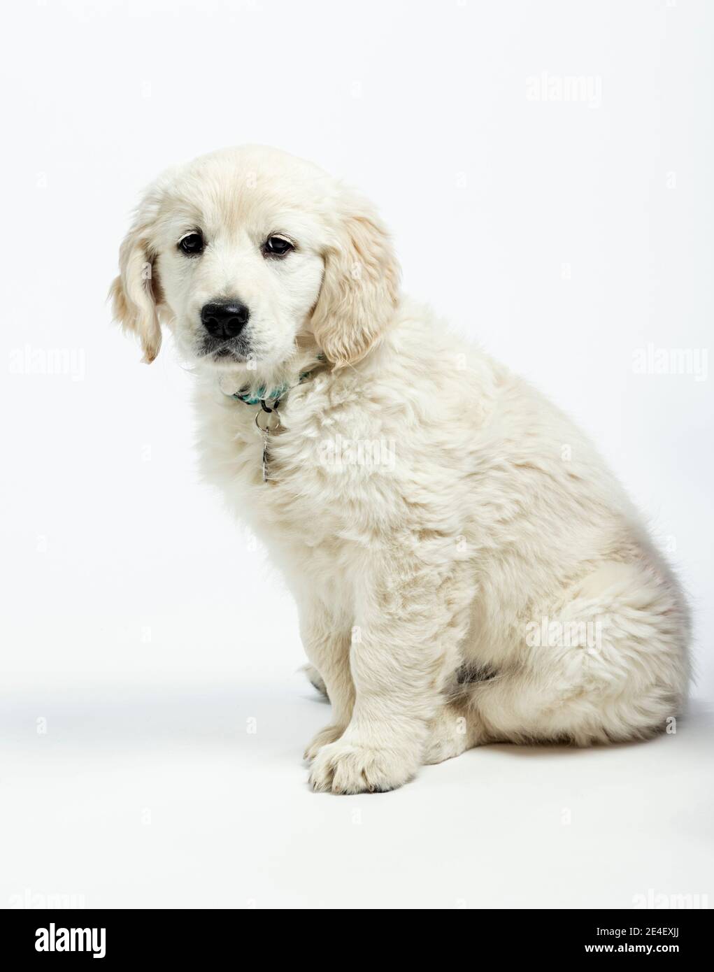 Photo en studio d'un adorable chiot Platinum ou Golden Retriever de couleur crème âgé de 9 semaines. Banque D'Images