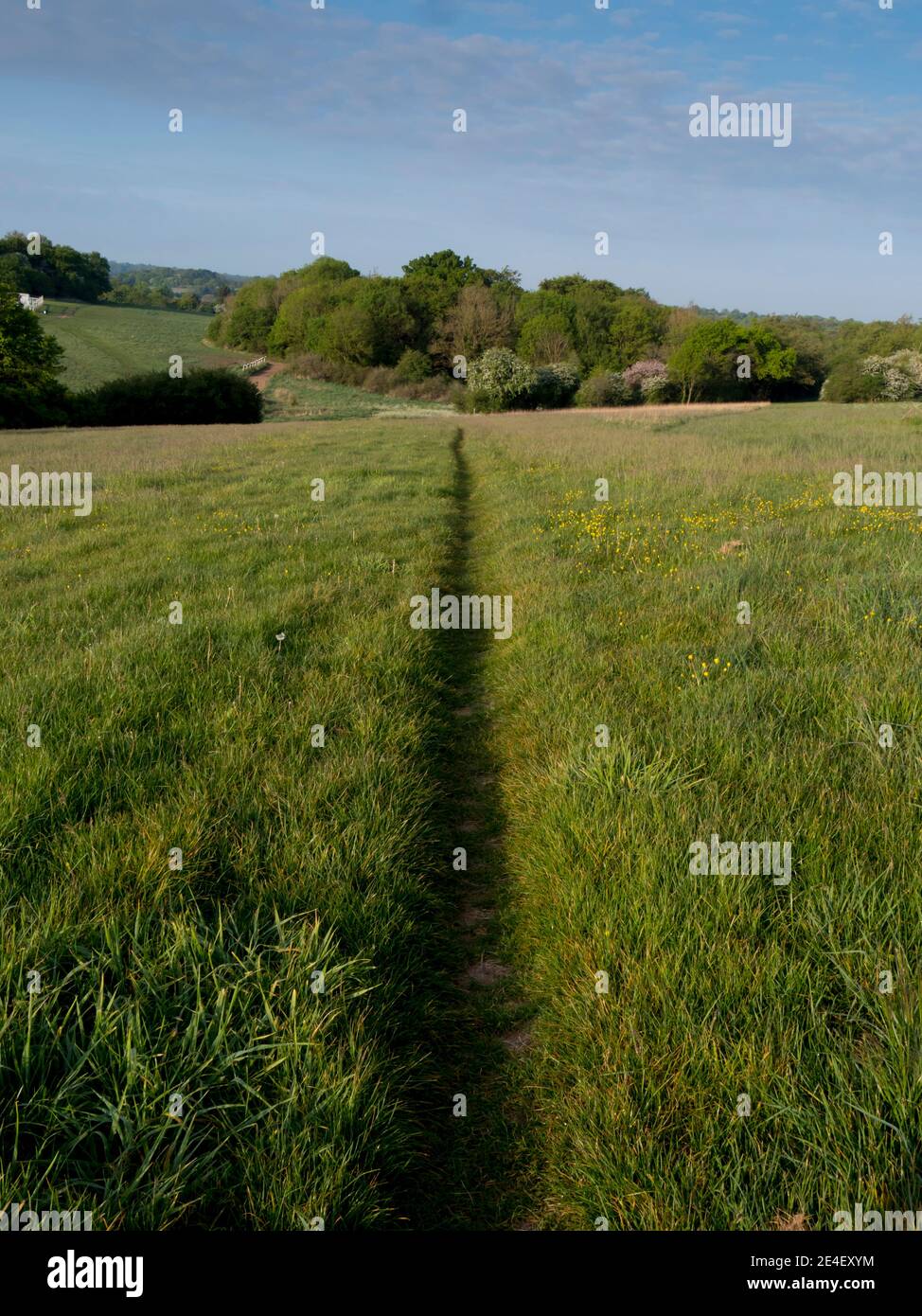 Europe, Royaume-Uni, Angleterre, Surrey, sentier d'Epsom Downs Banque D'Images