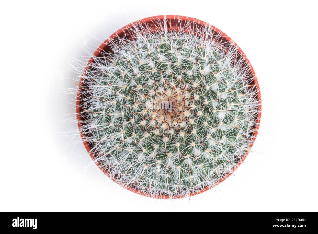 Shaggy cactus mamillaria dans un pot isolé sur blanc. Vue de dessus Banque D'Images Shaggy cactus mamillaria dans un pot isolé sur blanc. Vue de dessus Banque D'Images