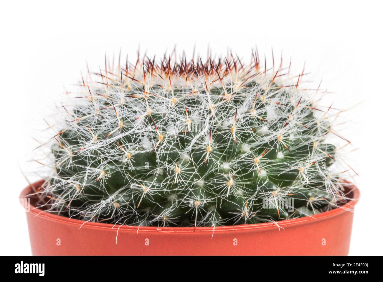 Shaggy cactus mamillaria dans un pot isolé blanc Banque D'Images Shaggy cactus mamillaria dans un pot isolé blanc Banque D'Images