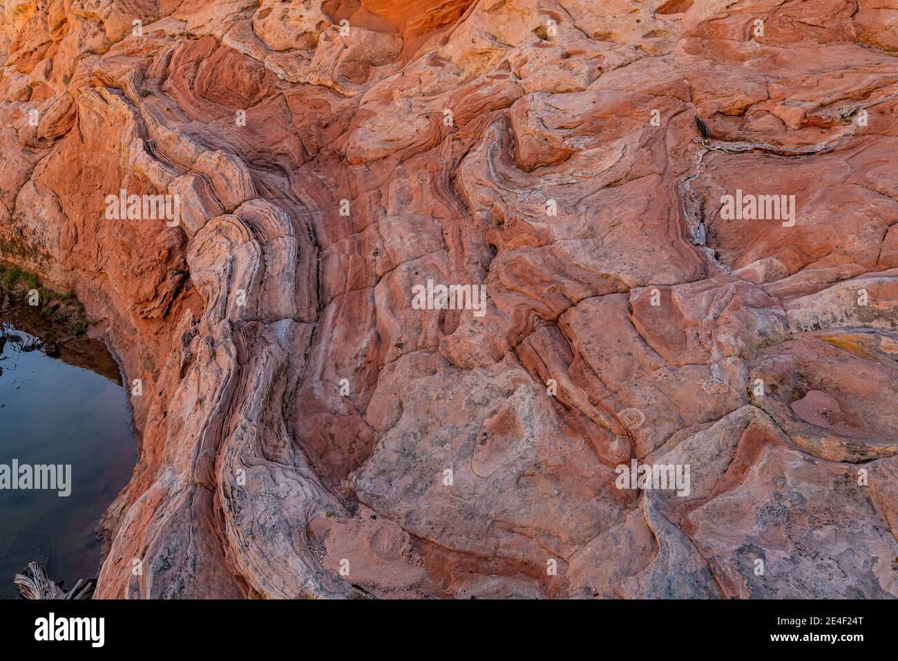 Formations de grès Navajo sculptées et striées de White Pocket, monument national Vermilion Cliffs, Arizona, États-Unis Banque D'Images