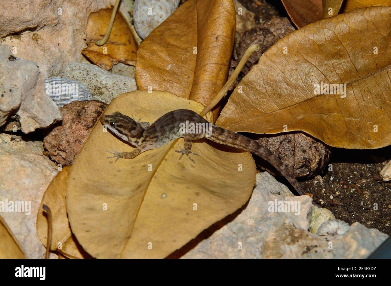 Gonatodes antillensis, antilles gecko, Antillen-Zwerggecko, femme, Weibchen Banque D'Images