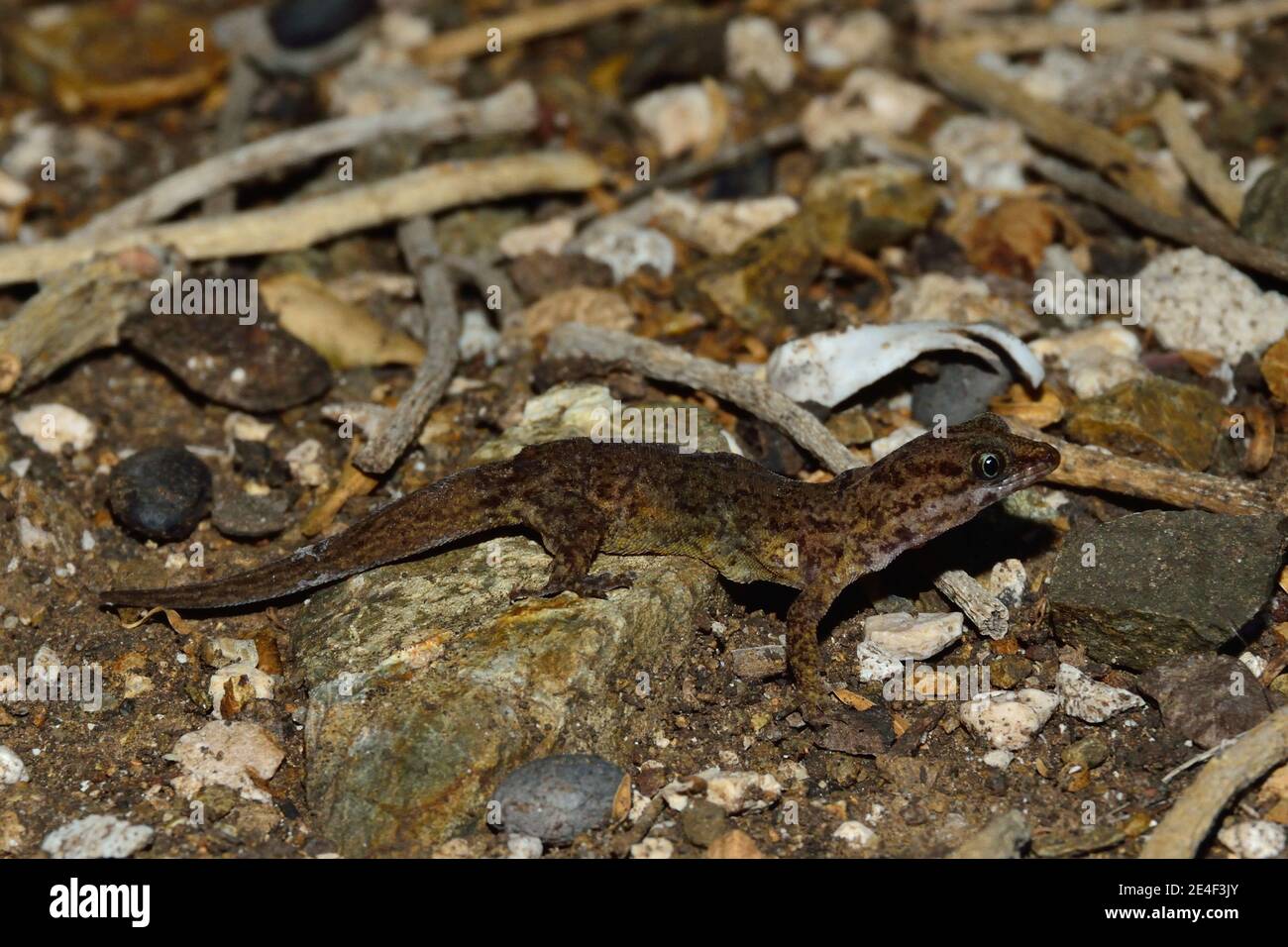 Gonatodes antillensis, antilles gecko, Antillen-Zwerggecko, femme, Weibchen Banque D'Images