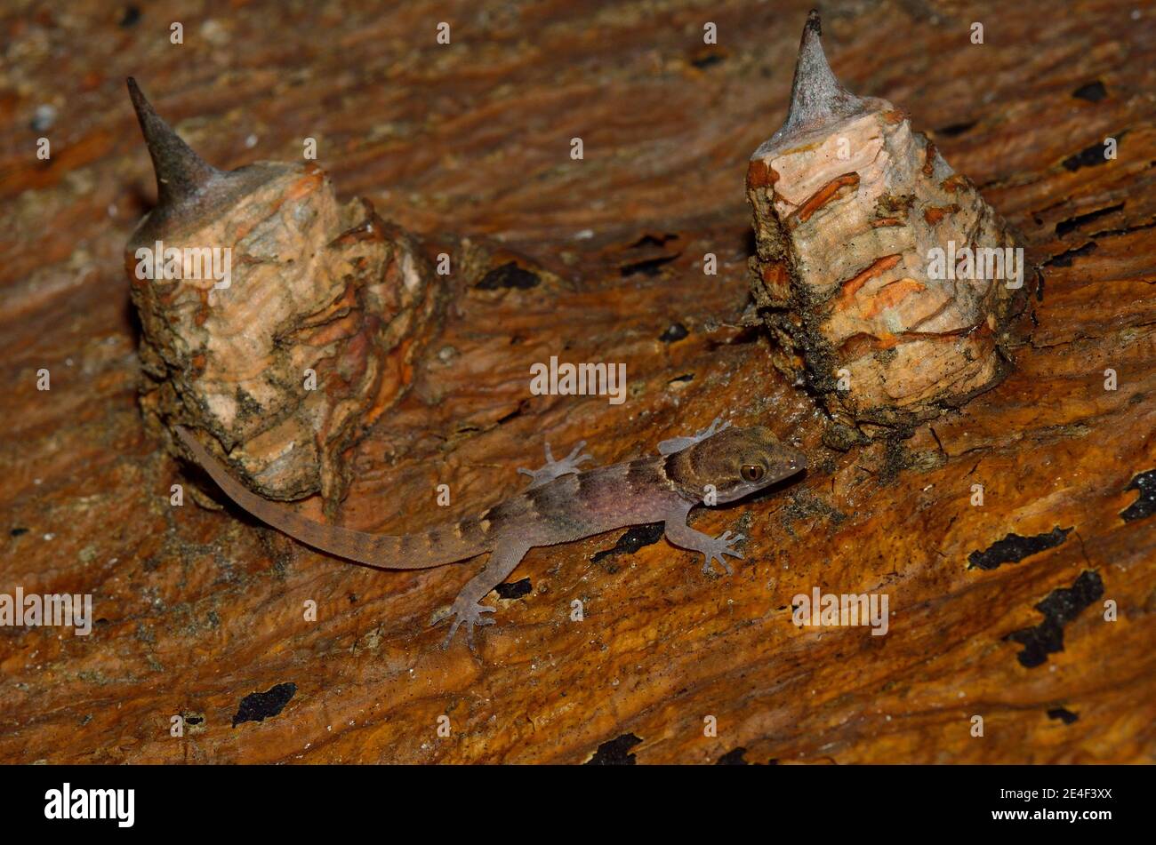 Gonatodes antillensis, antilles gecko, Antillen-Zwerggecko, juvenil, Jungtier Banque D'Images