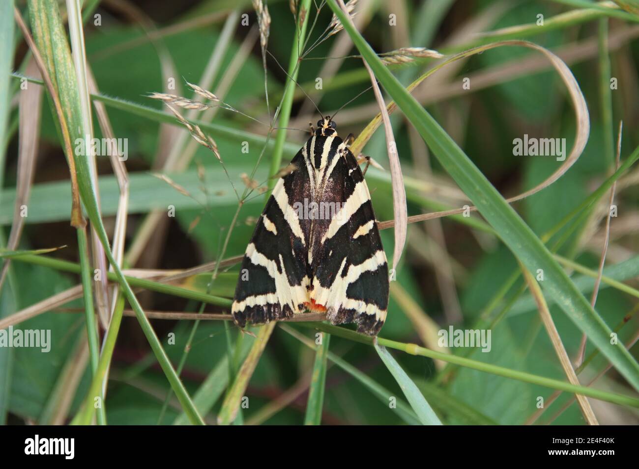 Papillon des tigres de Jersey (Euplagia quadripunctaria) Banque D'Images