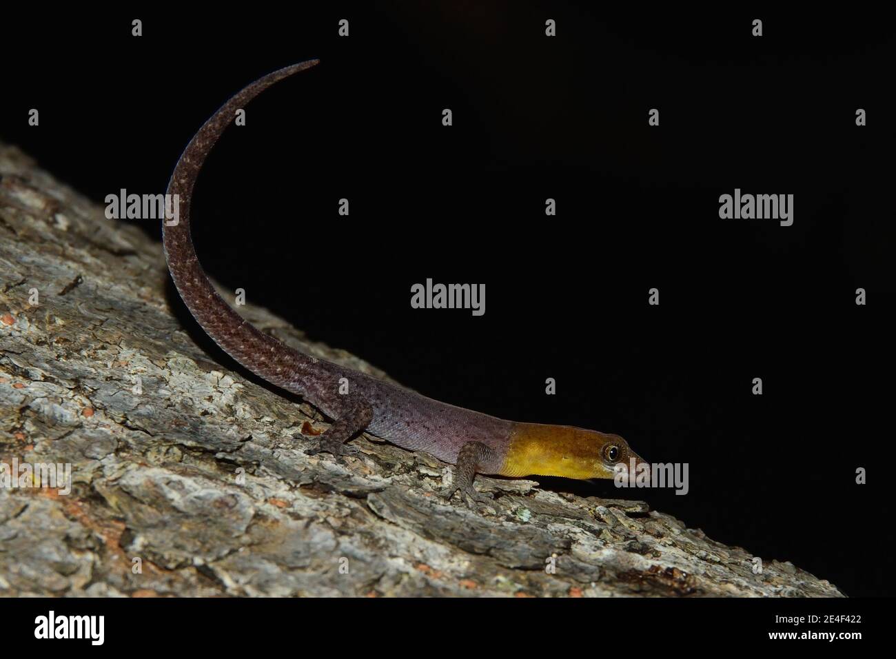 Gonatodes antillensis, antilles gecko, Antillen-Zwerggecko, homme, Männchen Banque D'Images
