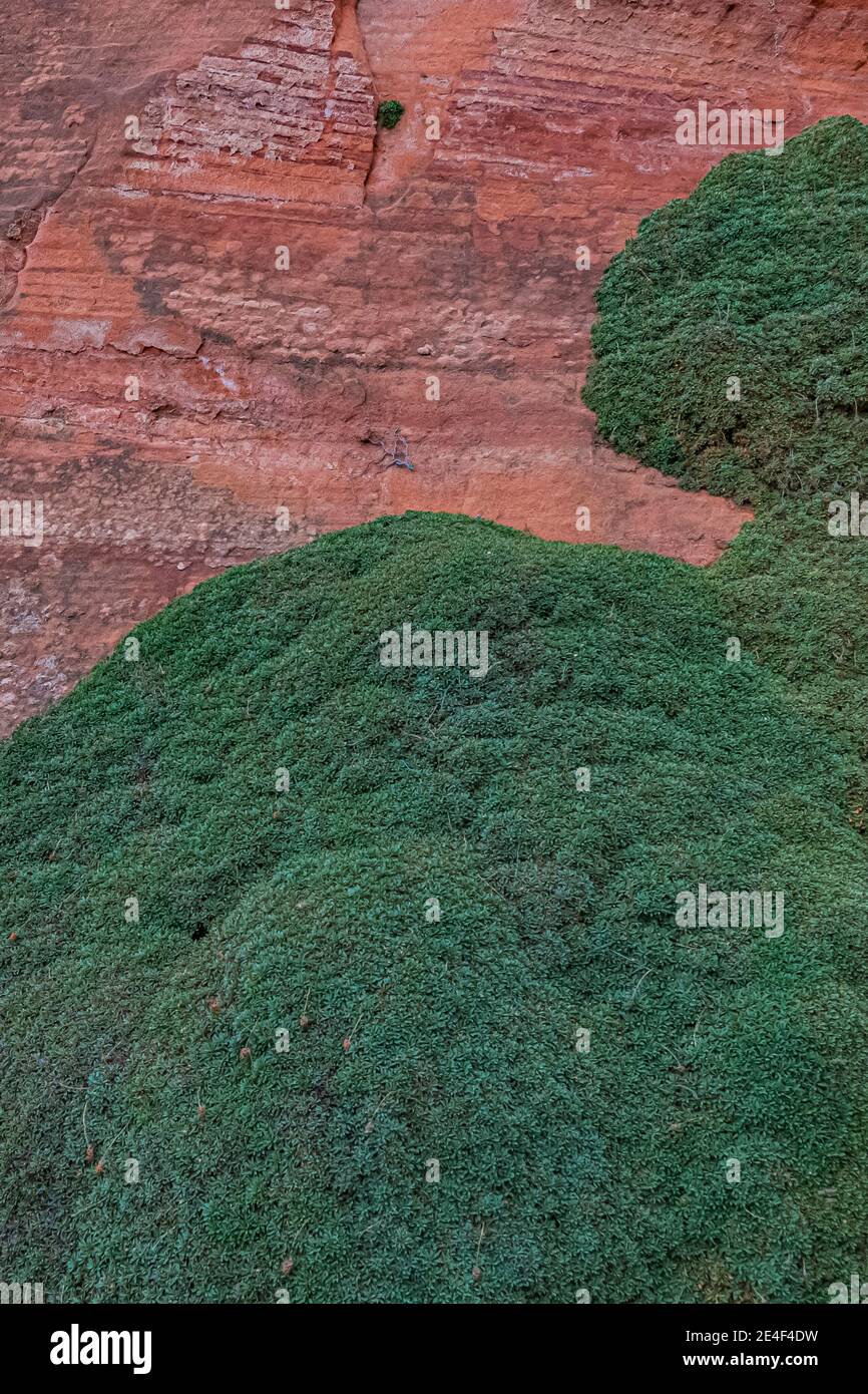 Sculptés des formations de grès Navajo avec des plantes vertes denses à White Pocket après le coucher du soleil, à l'heure bleue, monument national Vermilion Cliffs, Ari Banque D'Images