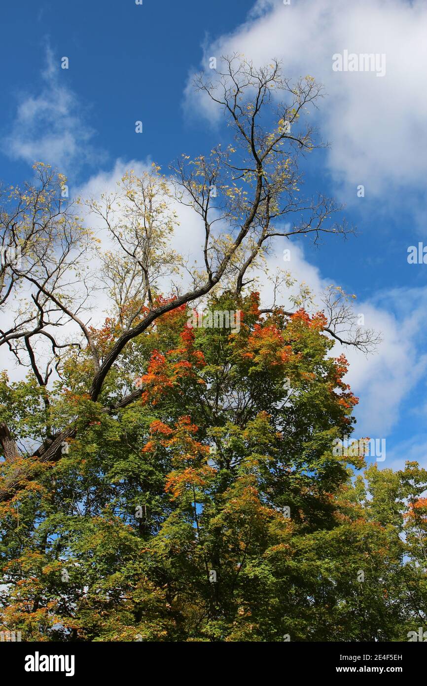 De grands arbres dans une forêt avec des feuilles jaunes, orange et vertes à l'automne contre un ciel bleu avec des cumulus nuages au parc du comté de Petriifying Springs en K Banque D'Images