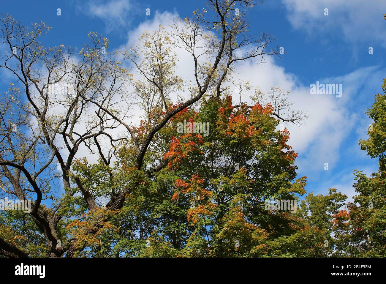 De grands arbres dans une forêt avec des feuilles jaunes, orange et vertes à l'automne contre un ciel bleu avec des cumulus nuages au parc du comté de Petriifying Springs en K Banque D'Images