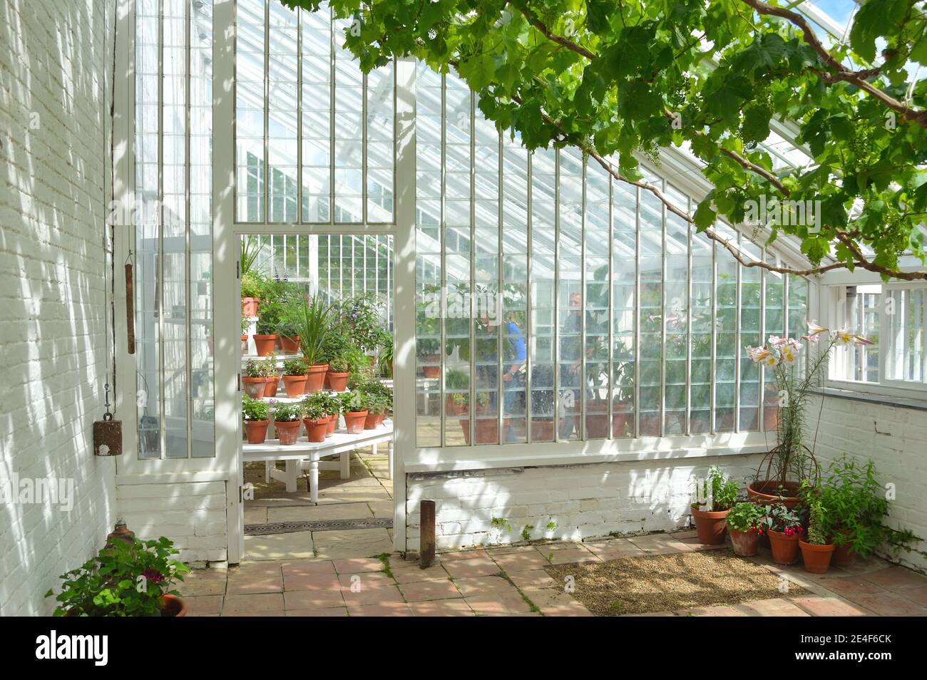 Intérieur de belle vieille serre avec plantes en pots et vignes. Banque D'Images