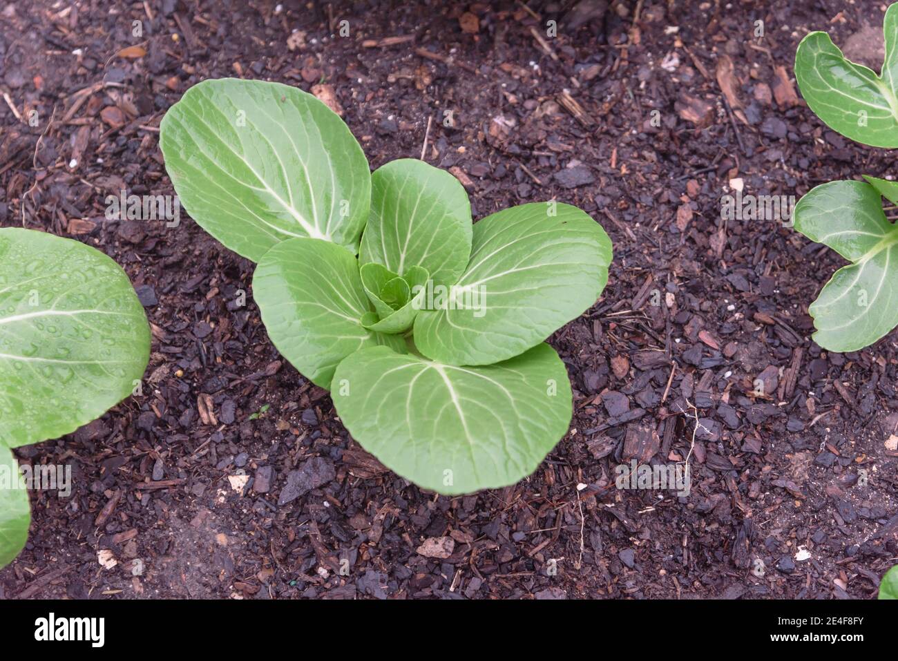 Gros plan grande tête de bok choy plante avec des gouttes d'eau croissant sur le sol sombre de compost dans le jardin de cour près de Dallas, Texas, Amérique. Bio Banque D'Images
