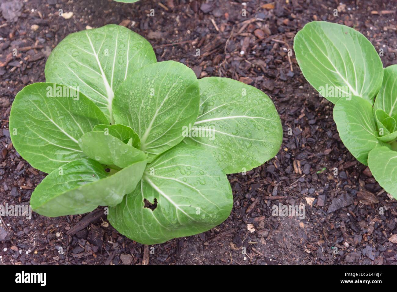 Groupe de plantes bok choy vigoureuses avec des gouttes d'eau poussant sur le sol sombre de compost dans le jardin de l'arrière-cour près de Dallas, Texas, Amérique. Feuille biologique maison Banque D'Images