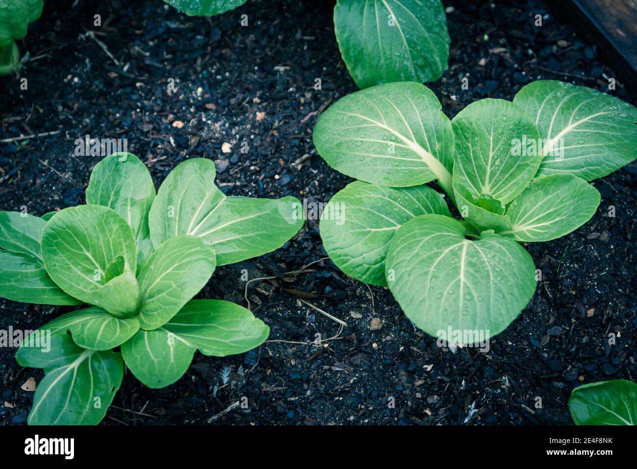 Photo tonifiée de plantes de bok choy avec des gouttes d'eau qui poussent sur un sol de compost foncé dans le jardin de l'arrière-cour près de Dallas, Texas, Amérique. G de feuilles organiques maison Banque D'Images