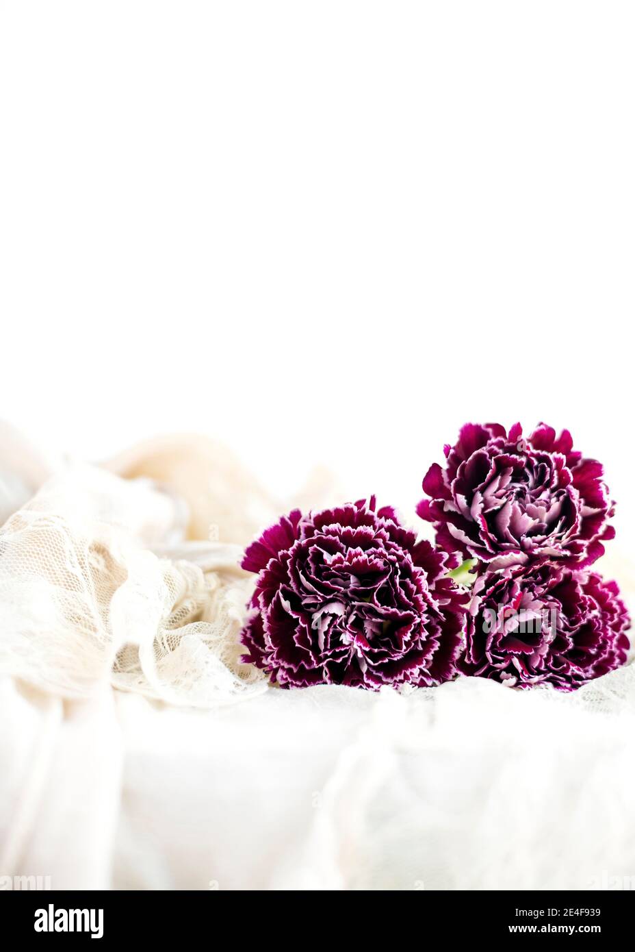 Mise au point sélective sur les fleurs riches d'œillets violet foncé, tourné pour l'espace de copie pour des cartes, des événements ou des messages, fond crème Uni. Banque D'Images