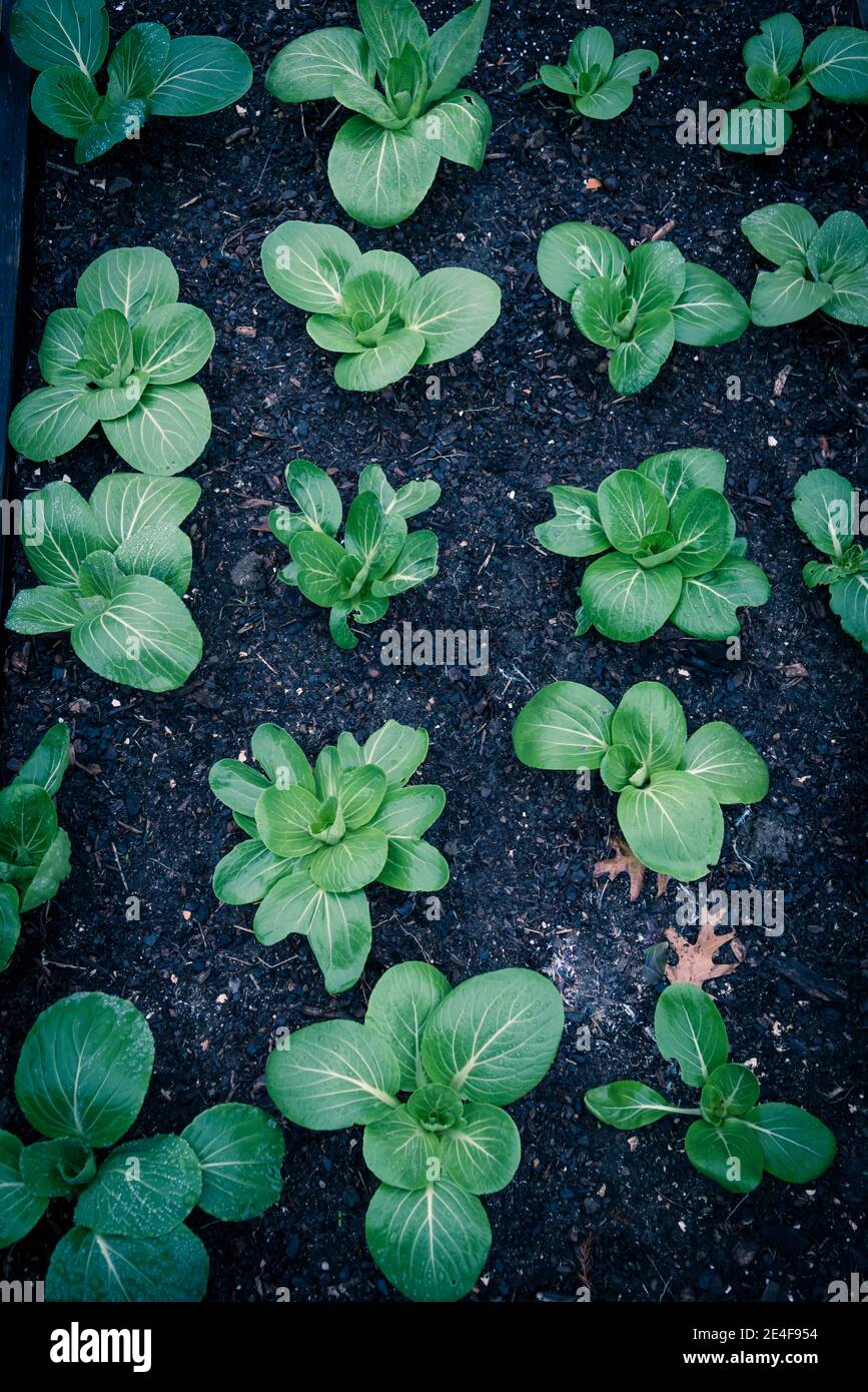 Photo tonifiée de plantes de bok choy avec des gouttes d'eau qui poussent sur un sol de compost foncé dans le jardin de l'arrière-cour près de Dallas, Texas, Amérique. G de feuilles organiques maison Banque D'Images