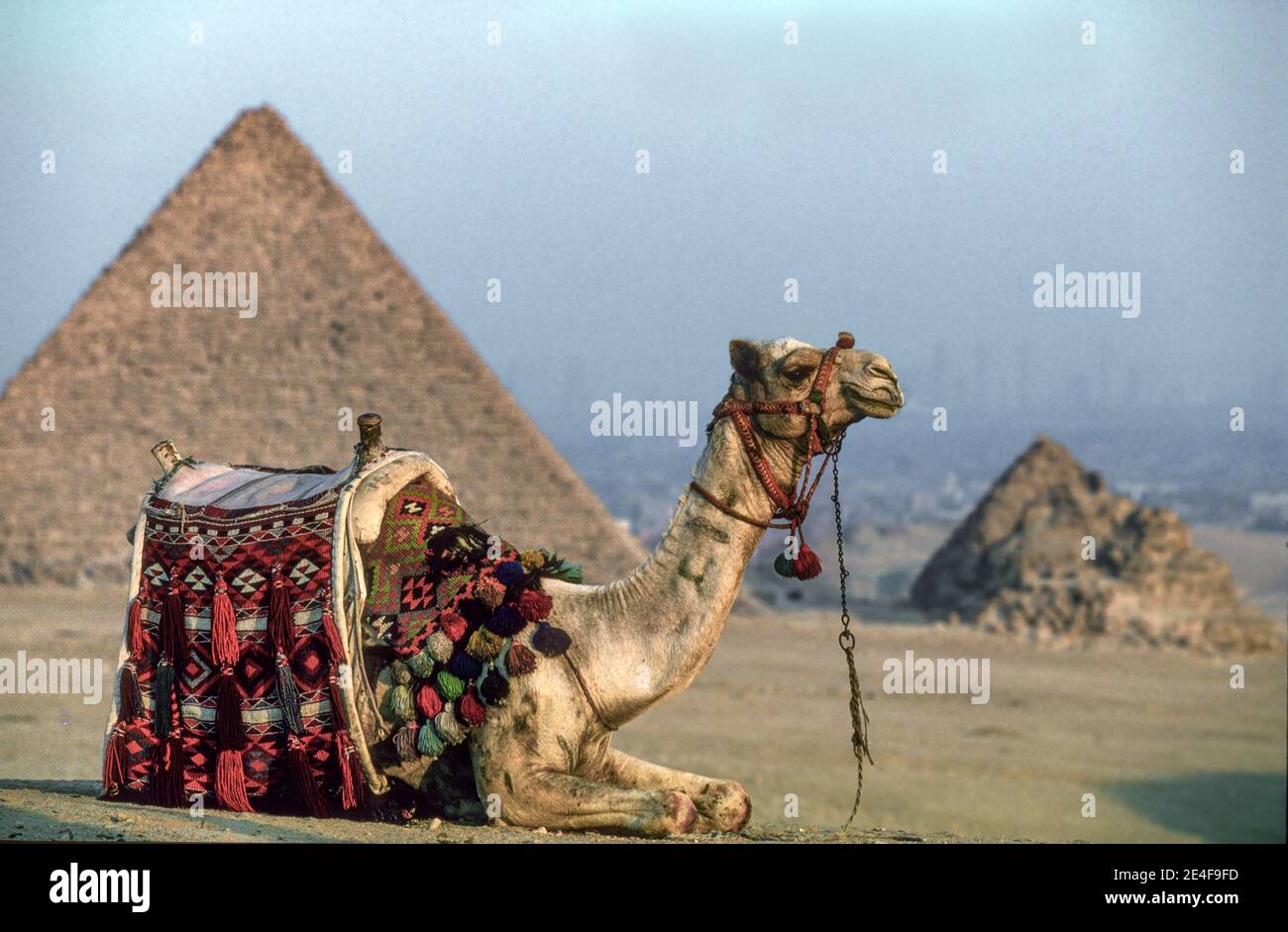 Vue emblématique de chameau et de pyramide à Giza le Caire Egypte Banque D'Images