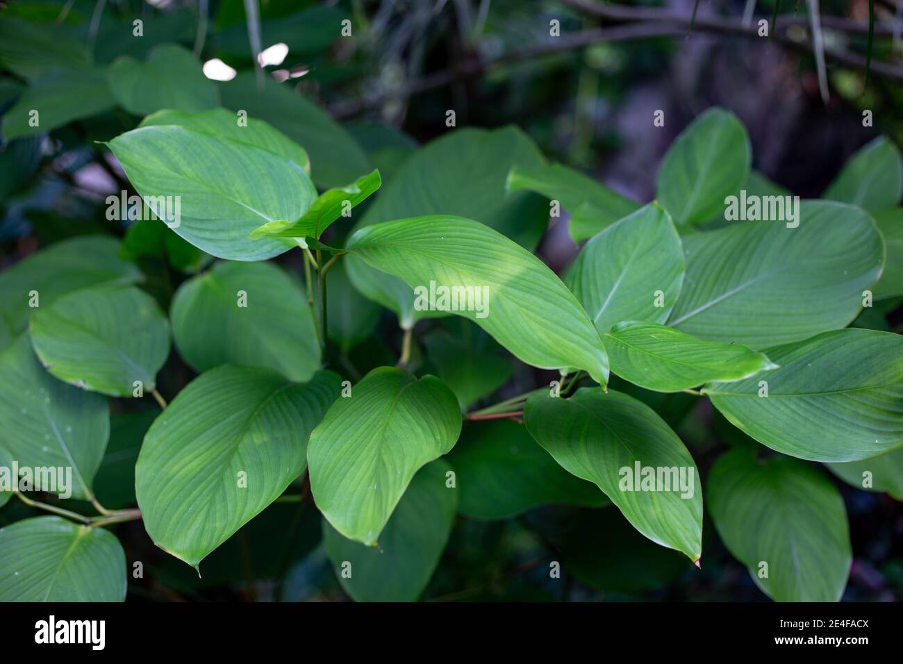 feuilles vertes d'une plante tropicale, fond sombre pour le texte Banque D'Images