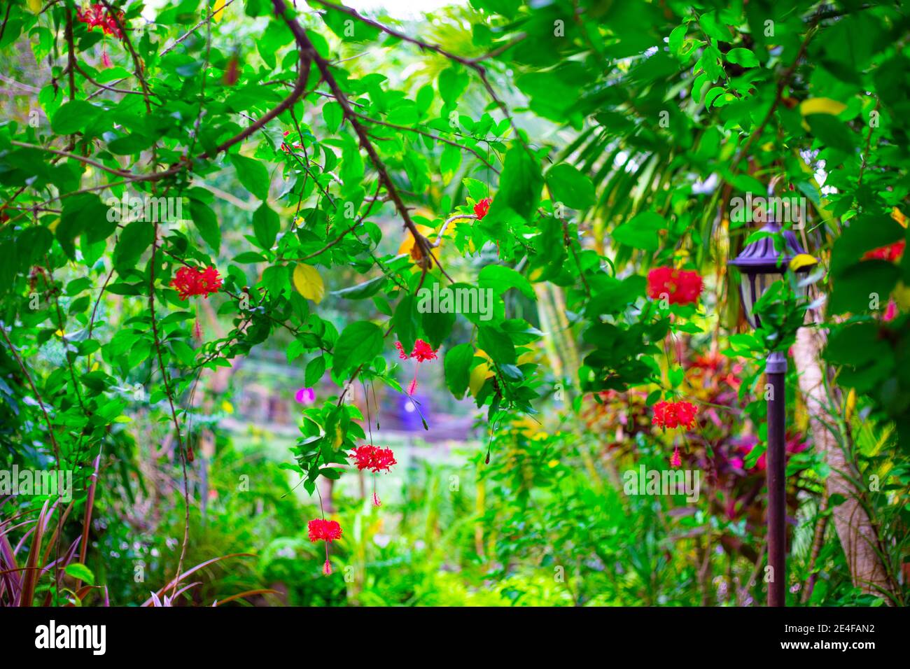 beau jardin exotique lumineux dans parc tropical, nature asie Banque D'Images