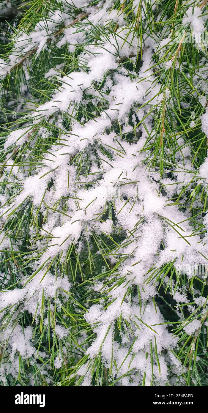 Neige fraîche sur les branches d'un cèdre Banque D'Images