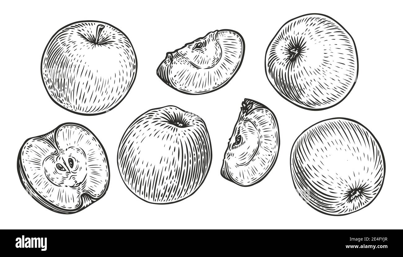 Ensemble de fruits aux pommes. Aliments biologiques gravés dessin à la main dessin gravure vecteur Illustration de Vecteur