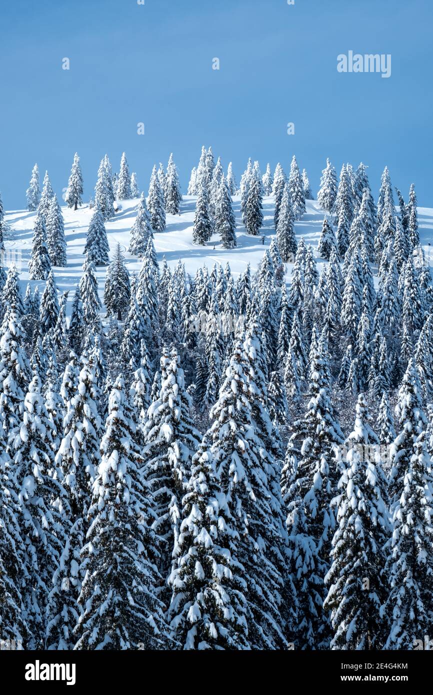 De magnifiques épinettes dans une montagne boisée dans les Alpes en Slovénie, couvertes de neige fraîche sur une journée froide et ensoleillée en hiver avec un ciel bleu Banque D'Images