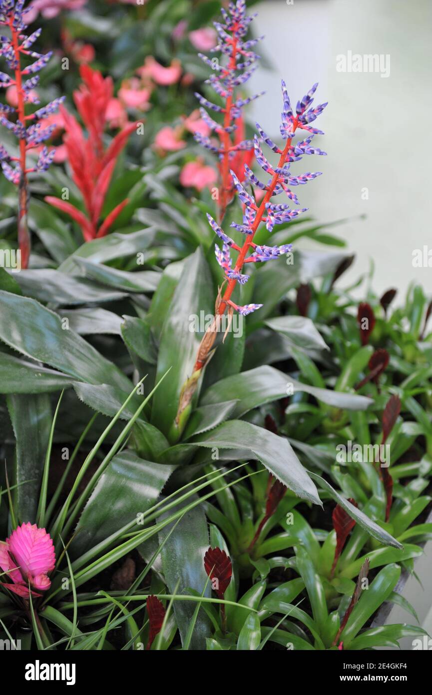 Usine d'urne (vase d'argent, Aechmea) pluie bleue avec feuilles vertes brillantes, tiges rouges et fleurs bleues fleurit dans un jardin en avril Banque D'Images