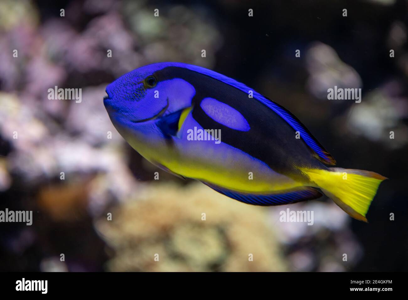 Paracanthurus hepatus Indo-Pacific Surgeonfish connu sous le nom de tang régal, palette Surgeonfish, tang bleu, tang bleu royal, tang hippopotame, tang bleu hippopotame, drapeau Banque D'Images