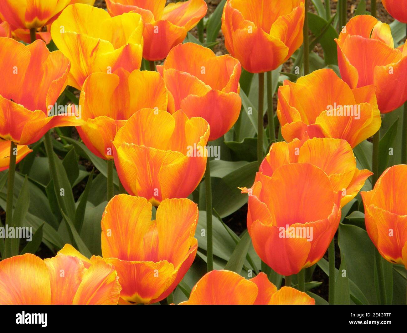 Rouge et jaune Single Early tulipes (Tulipa) Flair Bloom in Un jardin en avril Banque D'Images