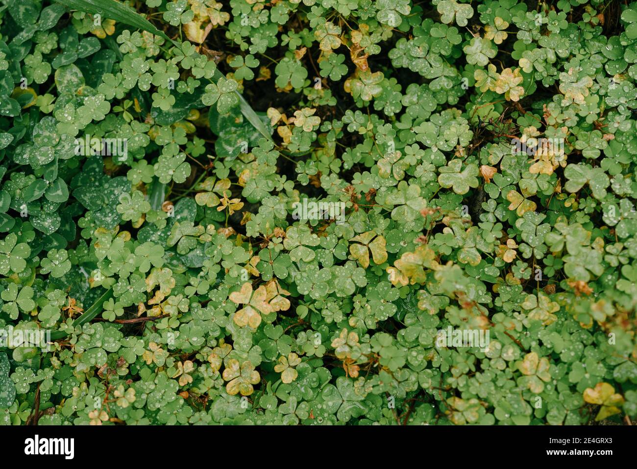 Moquette de trèfle vert recouverte de gouttes de rosée. Banque D'Images