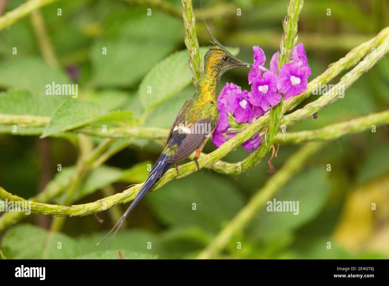Mâle de queue de Thorntail à crasure de fil, Discosura popellairii, se nourrissant à la fleur de verveine. Banque D'Images