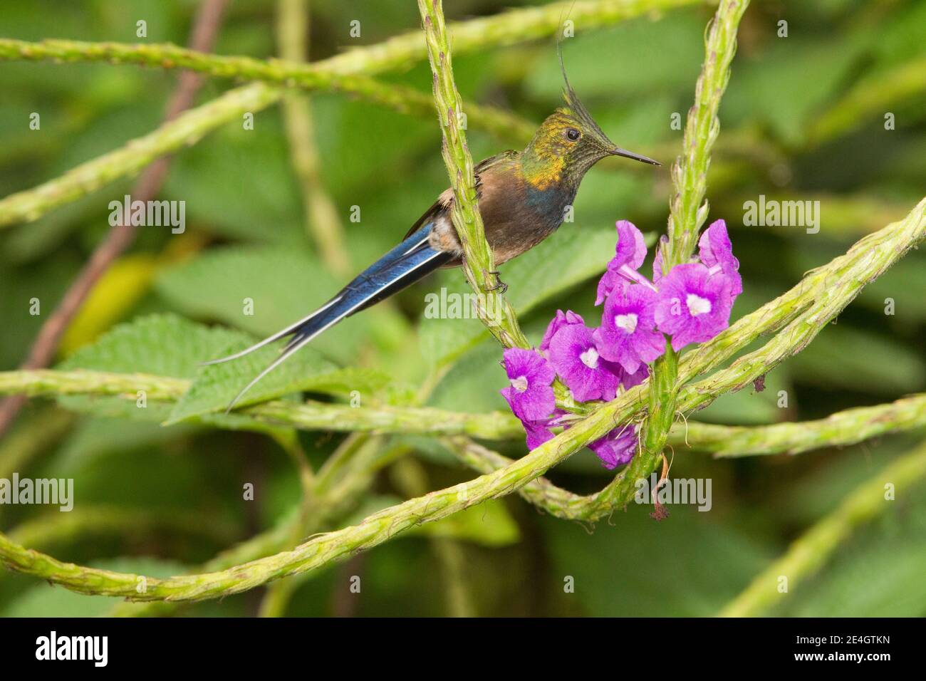 Mâle de queue de Thorntail à crasure de fil, Discosura popellairii, se nourrissant à la fleur de verveine. Banque D'Images