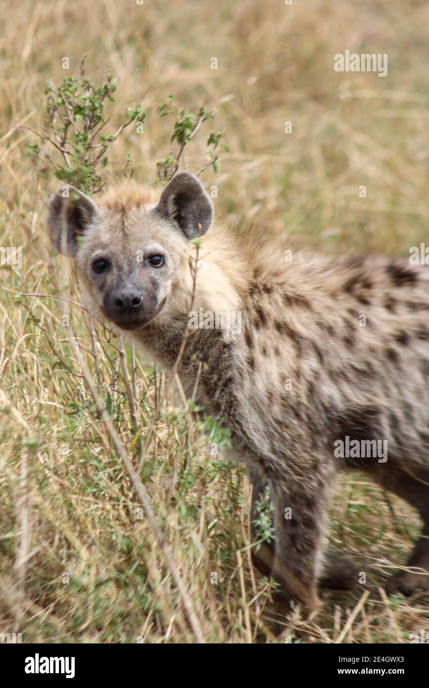 Gros plan d'une Hyena ou d'une hyena tachetée à la réserve nationale de Masai Mara, Kenya, Afrique Banque D'Images