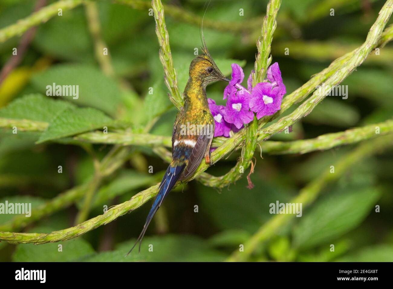 Mâle de queue de Thorntail à crasure de fil, Discosura popellairii, se nourrissant à la fleur de verveine. Banque D'Images