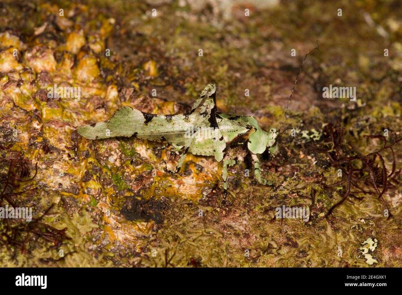 Katydide, Tettigonidae, non identifié. Schéma de lichen. Banque D'Images