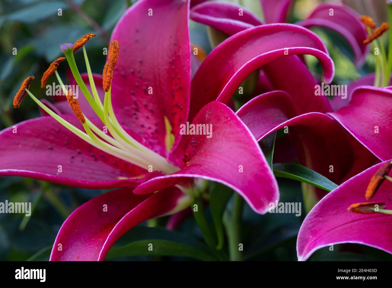 Le nénuphar asiatique rouge, une beauté botanique, isolé dans un jardin ombragé; Banque D'Images Le nénuphar asiatique rouge, une beauté botanique, isolé dans un jardin ombragé; Banque D'Images