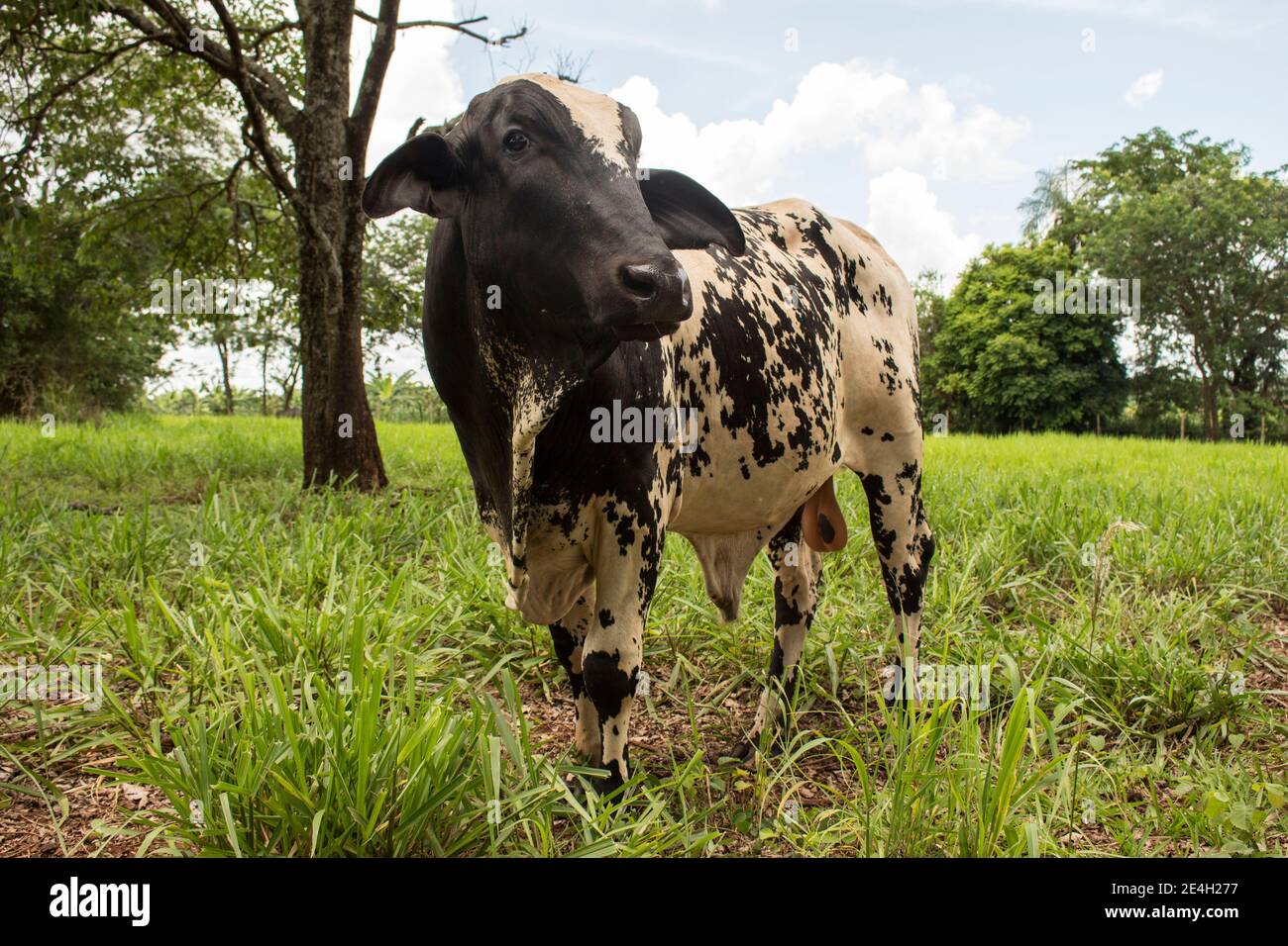 Un bétail posant pour caméra sur un pâturage vert. Le bovin est noir et blanc et se tient à la campagne sous une journée de forte luminosité Banque D'Images