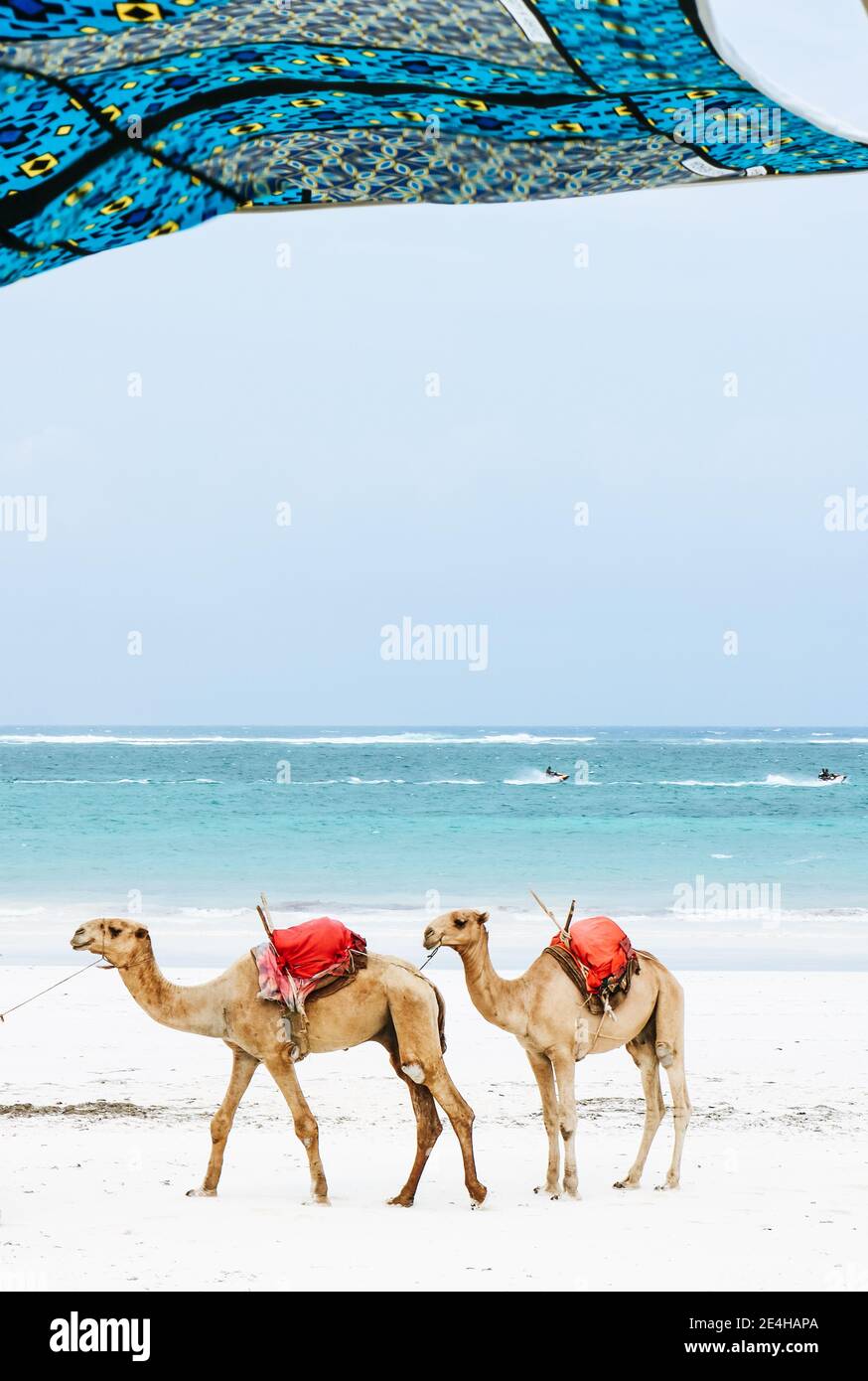 Deux chameaux sur la plage de sable blanc de Diani, Kenya Banque D'Images