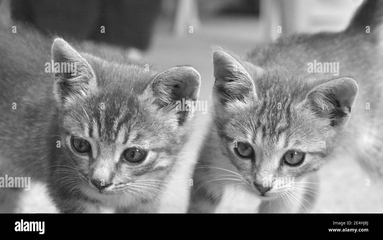 Le Chat Botte Banque D Images Noir Et Blanc Page 3 Alamy