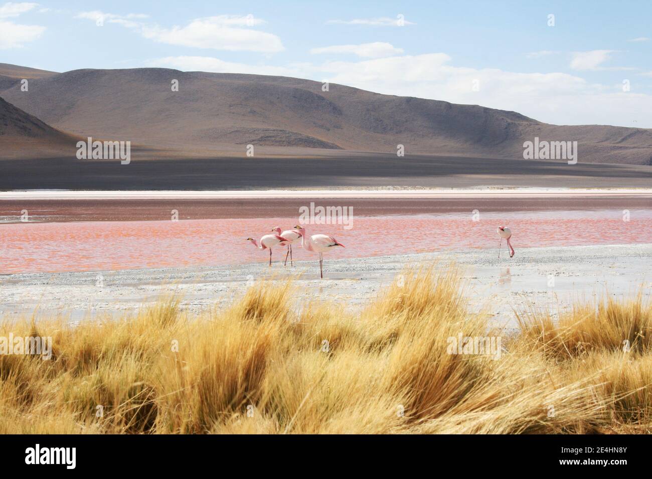 Jeunes flamants se nourrissant de crevettes saumures au lagon rouge En Bolivie Banque D'Images