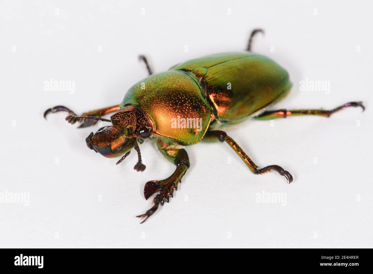 Golden Stag Beetle. Banque D'Images