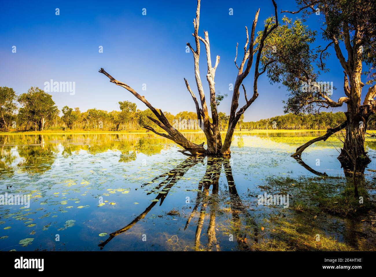 Réflexions de Sandy Billabong dans le parc national de Kakadu Banque D'Images Réflexions de Sandy Billabong dans le parc national de Kakadu Banque D'Images