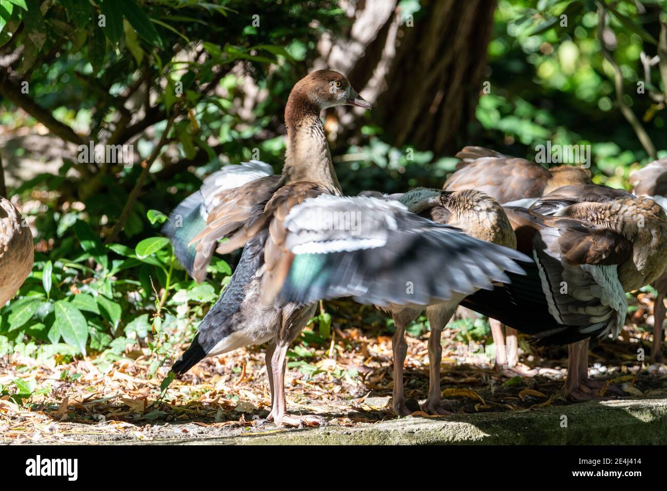 Bernaches égyptiennes debout à l'ombre près de l'eau, une oie flappaing ses ailes tandis que d'autres dorment Banque D'Images