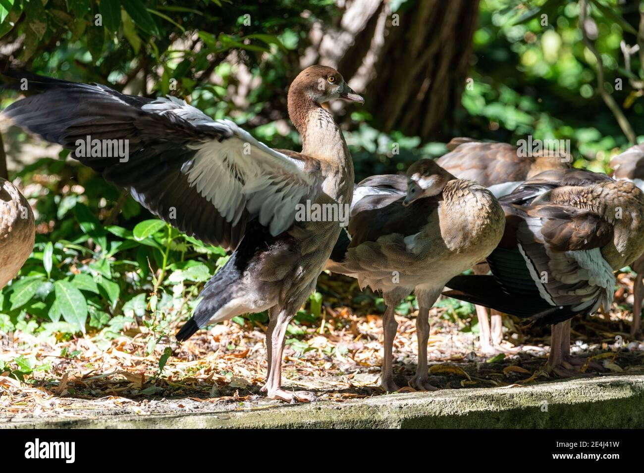 Bernaches égyptiennes debout à l'ombre près de l'eau, une oie flappaing ses ailes tandis que d'autres dorment Banque D'Images